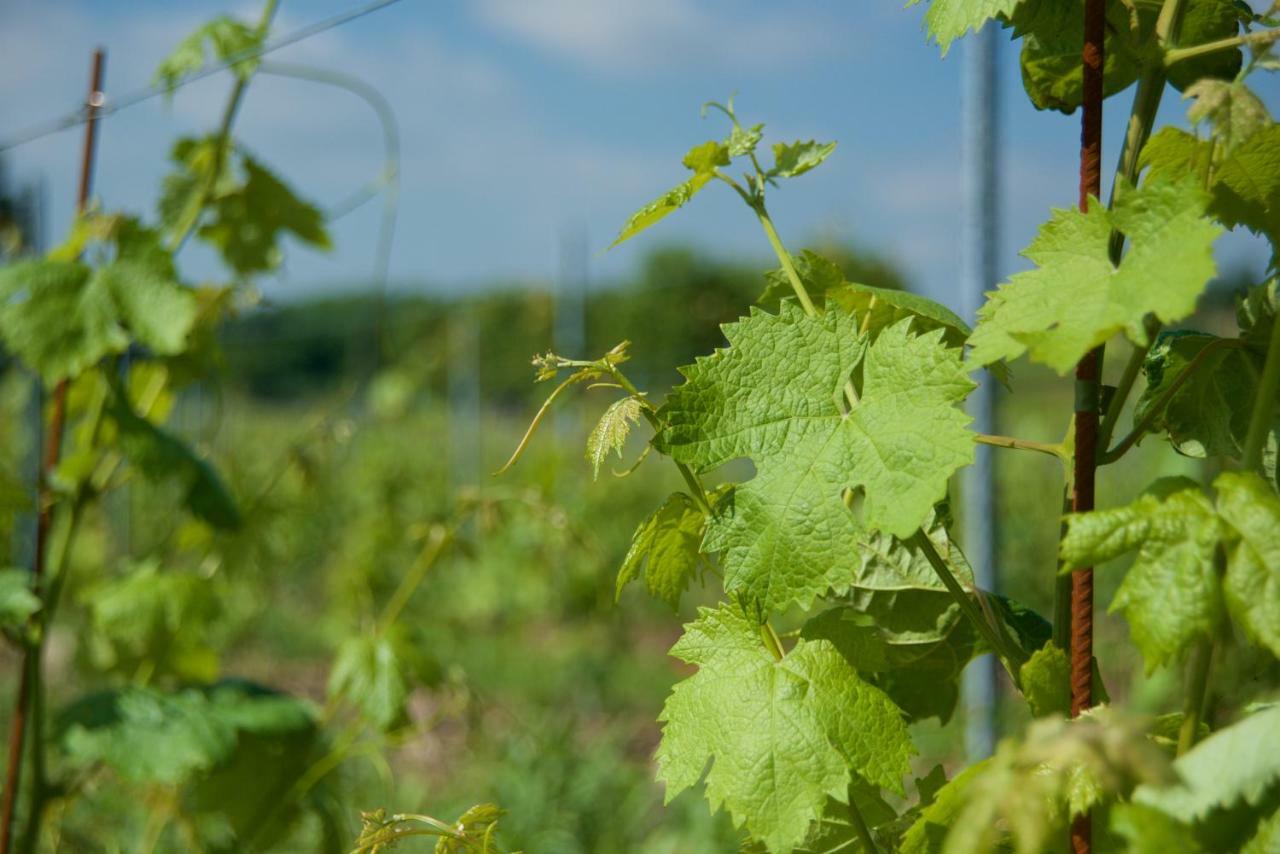Agriturismo Albarello Sona Eksteriør billede